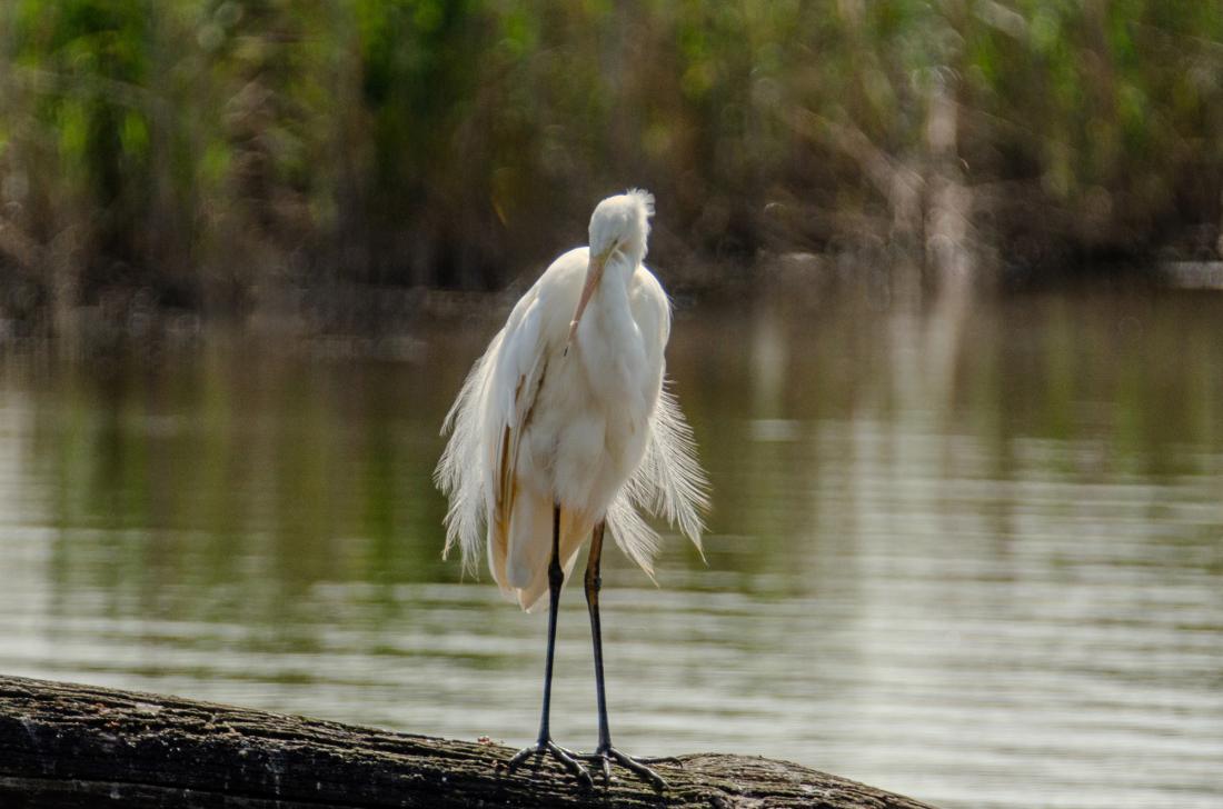 Aigrette
