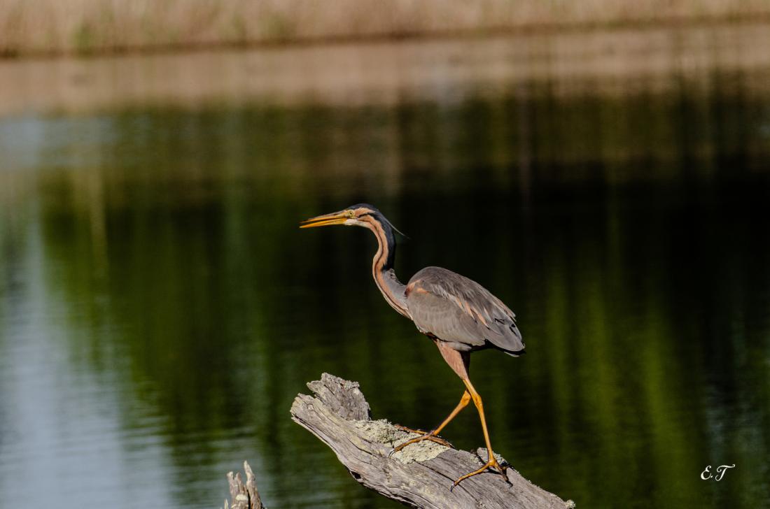 héron pourpré