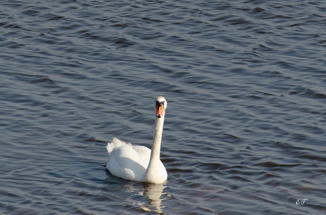 Cygne au fil de l'eau