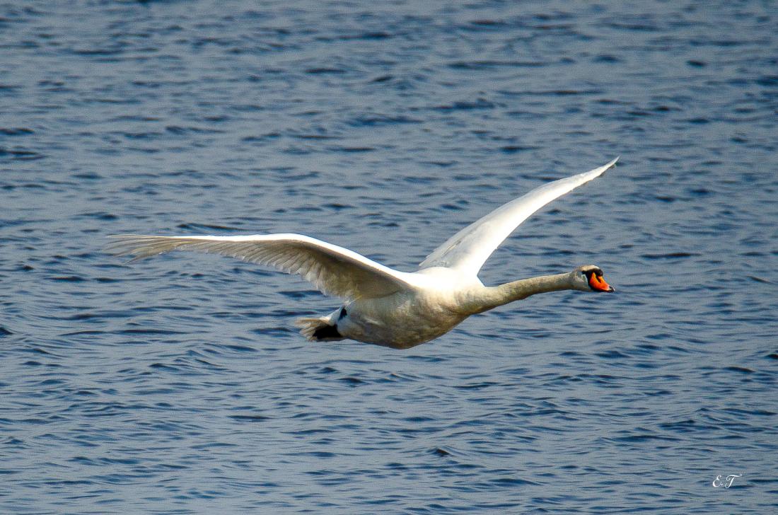 Cygne en plein vol