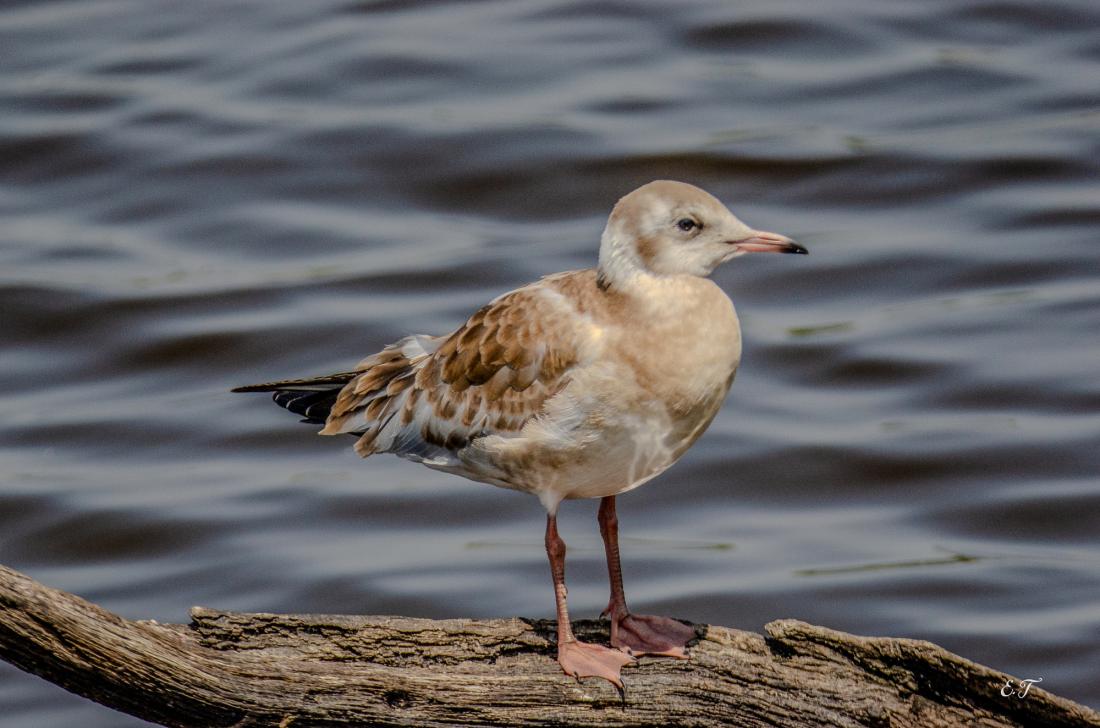 Mouette à tête grise