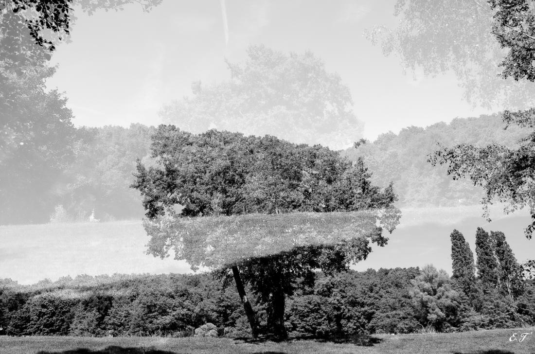 Arbre en surimpression noir et blanc