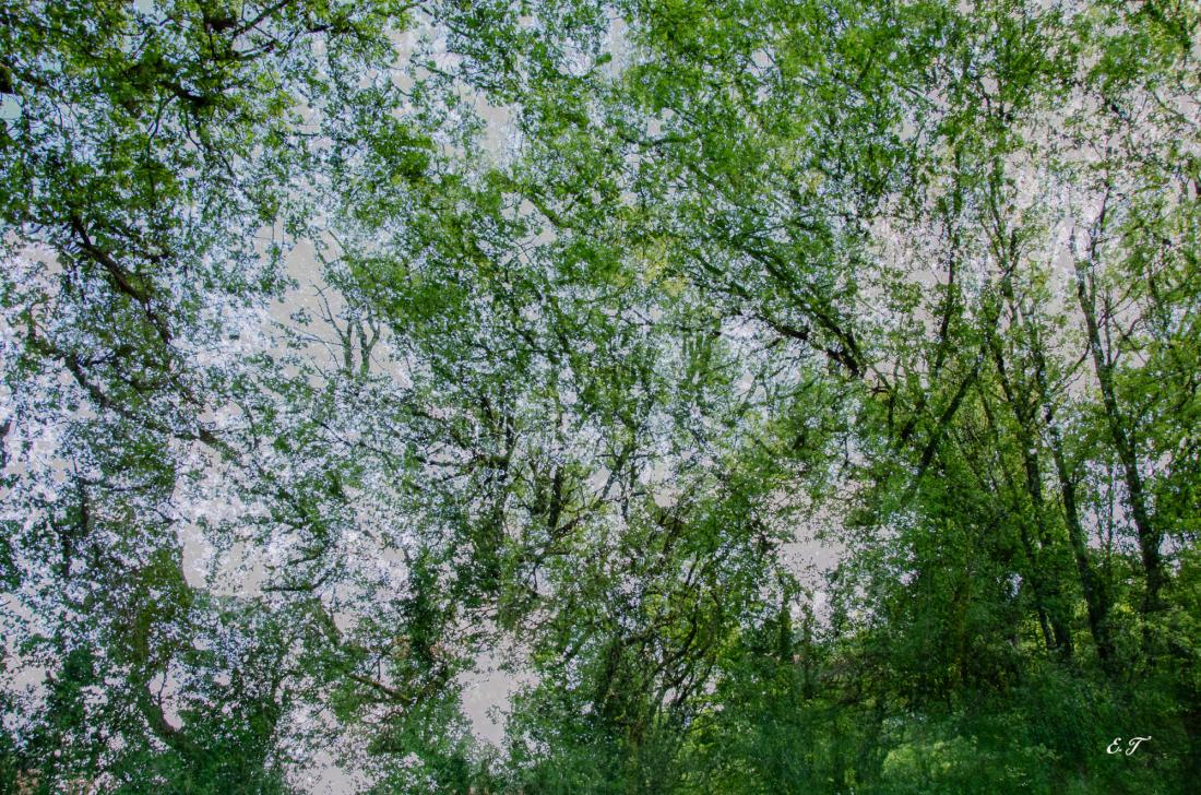 Branches en batailles