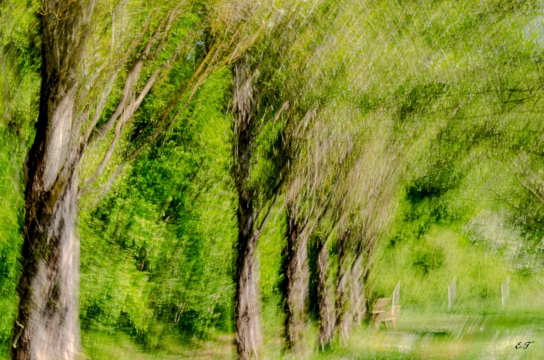 Arbres floutés