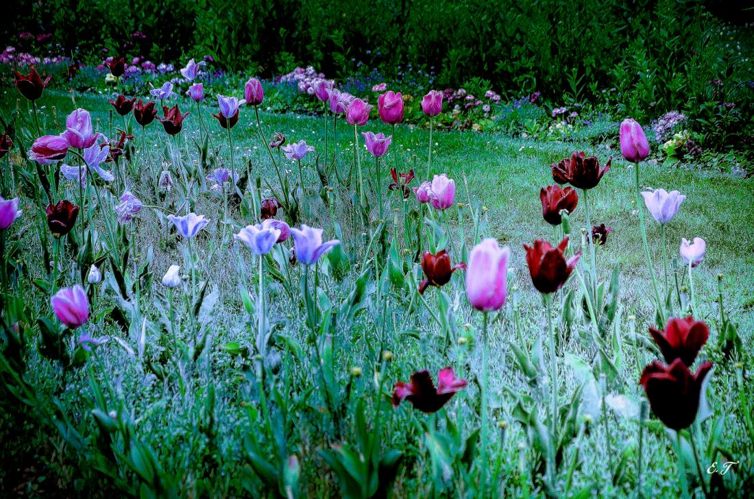 Fleurs en surimpression